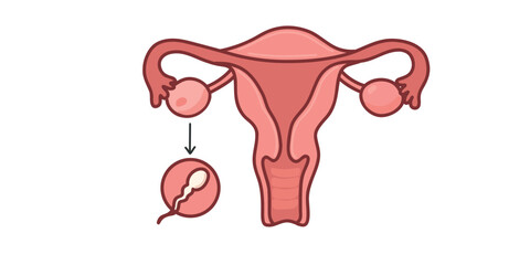 Uterus and ovaries