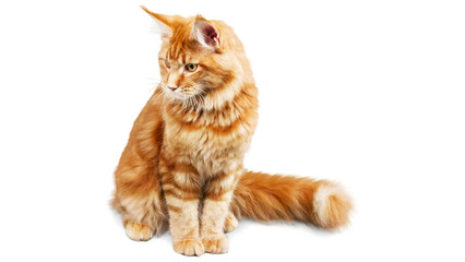 Obraz premium orange fluffy cat, longhair tabby portrait, isolated ginger feline