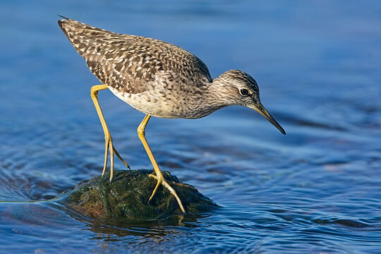 Wood Sandpiper (Tringa glareola) on a stone in the middle of a river, Lesvos, Greece.