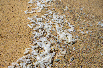 View of a mass of dried Velella velella jellyfish on the beach of Spiaggia di Piscinas, Sardinia, Italy