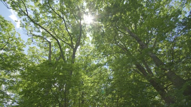 宮城県七ヶ宿町 長老湖の風景 Scenery of Lake Choro in Shichikashuku Town, Miyagi Prefecture