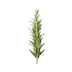 Fototapeta premium Fresh Rosemary Herb isolated PNG or Transparency Background