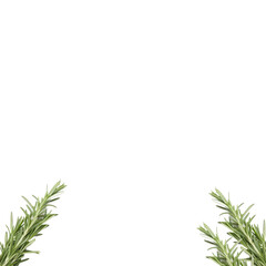 Fresh Rosemary Herb isolated PNG or Transparency Background