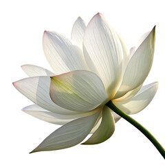 Fototapeta premium White lotus petal isolated on a transparent background