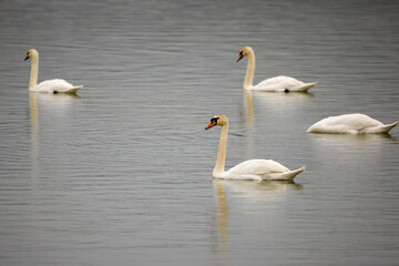 Swans on a lake on a cloudy day with spring rain.