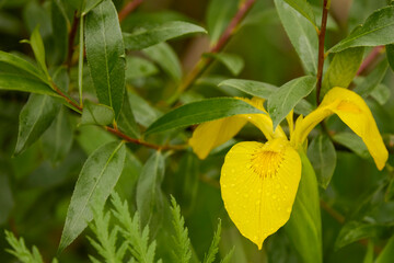 wild yellow iris with raindrops on the petals