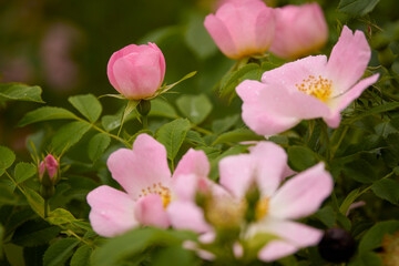 Close up of beautiful pink rosehip flowers