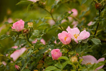 Close up of beautiful pink rosehip flowers