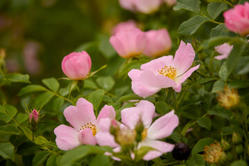 Close up of beautiful pink rosehip flowers