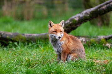 Beautiful adult red fox Vulpes vulpes in the spring forest, natural habitat environment, Wild Ireland