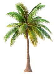 Realistic 3D Palm Tree with Long Curved Trunk and Vibrant Green Leaves – Perfect for Tropical Beach, Summer Vacation, Island Paradise, or Nature-Themed Design Projects.