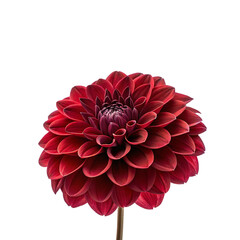 Close-up of Red Dahlia Flower isolated PNG or Transparency Background