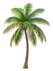 Realistic 3D Palm Tree with Long Curved Trunk and Vibrant Green Leaves &ndash; Perfect for Tropical Beach, Summer Vacation, Island Paradise, or Nature-Themed Design Projects.