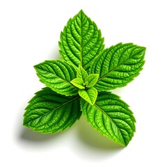 a vibrant mint leaf, its green surface speckled with tiny veins, radiating outward in a perfect circle from the stem, which is centrally located at the bottom.
