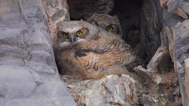 Baby great horned owls, looking out from their nest in the rocks where they camouflage.