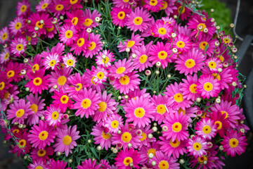 A picturesque collection of vibrant pink flowers featuring bright yellow centers