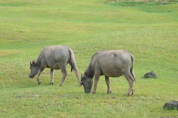 Obraz premium Thai buffalo at countryside