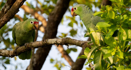 Red-lored Amazons (Amazona autumnalis) Perched in Trees, Costa Rica