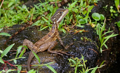 Brown Basilisk (Basiliscus vittatus) resting on wet forest rock with raised head, Costa Rica
