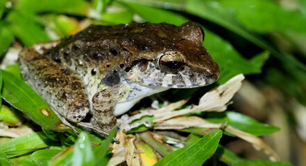 Robust-fingered Rain Frog (Craugastor crassidigitus) camouflaged in lowland rainforest leaf litter, Costa Rica