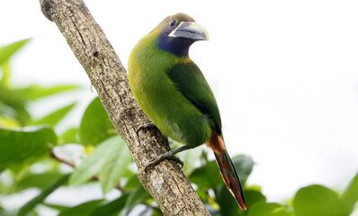 Emerald Toucanet (Aulacorhynchus prasinus) perched on tree trunk in tropical cloud forest, Costa Rica
