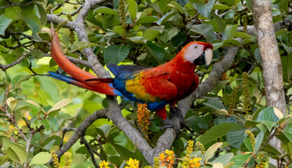 Scarlet Macaw (Ara macao) Perched in a Tree, Costa Rica