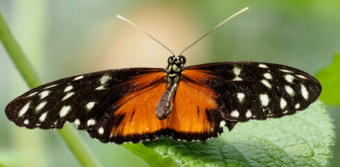 Tiger Longwing Butterfly (Heliconius hecale) resting with open wings on rainforest leaf, Costa Rica