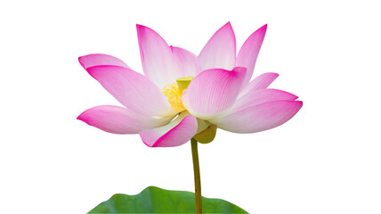 Naklejka premium A close up shot of a pink lotus flower with a yellow center against a black background image capture on transparent background