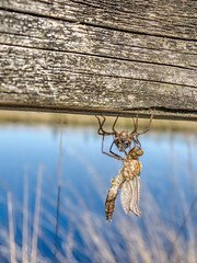 Metamorphose einer Libelle
