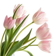 Naklejka premium Beautiful Pink Tulips isolated PNG or Transparency Background