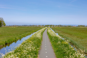 Typical Dutch polder land in spring, Small path with green grass field, Golden yellow Rapeseed (Canola) White Anthriscus sylvestris (Cow Parsley) Wildflowers in countryside, North Holland, Netherlands