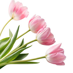 Beautiful Pink Tulips isolated PNG or Transparency Background