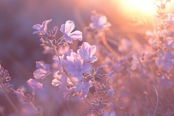 Soft Purple Lavender Flowers in a Sunlit Field Varient 5