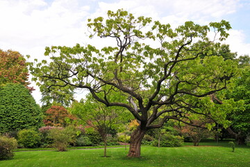 View of leafy trees on a grass lawn in a beautiful garden