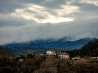 Fiori di Liguria