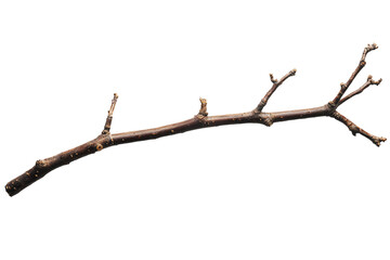 Fototapeta premium a branch with no leaves on it against a white background
