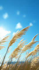 Golden wheat field under clear blue sky in summer being blown by the wind