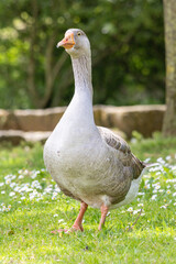 Greylag goose walking on grass in parque da paz, almada, portugal