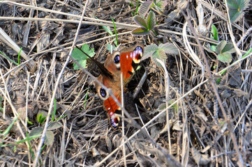 Peacock Butterfly Resting on the Ground close up