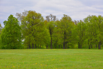 A vibrant green meadow with oak trees under a cloudy sky