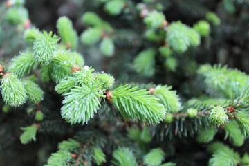 close up of pine needles