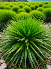 Closeup Cyperus rotundus or grass bean or "teki ladang" in Indonesian. under the foot of Mount Guntur