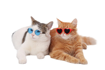 Two stylish cats in sunglasses, isolated on white. One ginger cat with red heart-shaped glasses, one white-and-gray cat with round blue glasses. Funny animals, PNG transparent background.