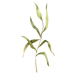 Fototapeta premium Watercolor Green Branch with Leaves Illustration: Botanical Accent for Minimalist Design, Hand Painted Light Foliage Clipart