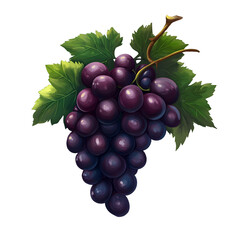 Fototapeta premium Drawing of Fresh Dark Grapes with Green Leaves on White or Transparent Background