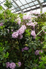 The greenhouse of the botanical garden inside