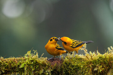 In equatorial forests, the Golden tanager is a species of bird in the family Thraupidae.