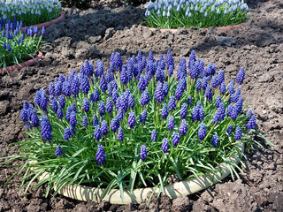 blue muscari - flowers on flower bed. Springtime