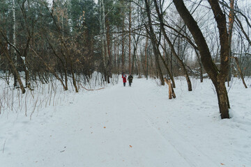 Friends enjoying a winter walk in a snowy landscape surrounded by bare trees in a serene setting
