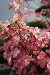 Cornus dogwood tree, pink flowers